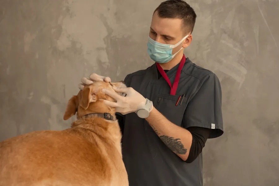 Veterinario revisando a un perro en consulta