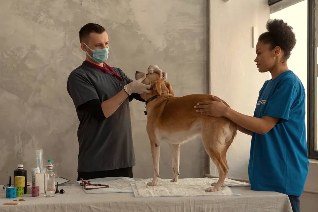 Dos personas del equipo de una clínica atienden juntas a un perro.