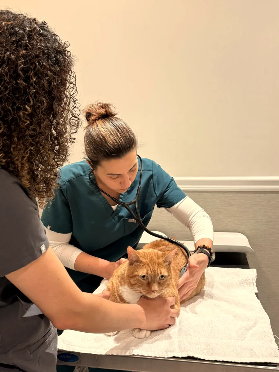 Veterinaria auscultando a un gato con estetoscopio.