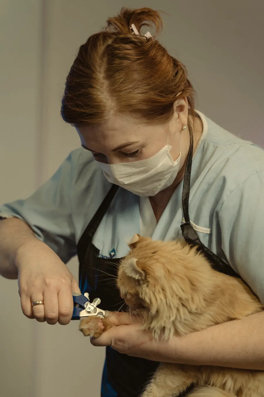 Corte de uñas a un gato persa en la clínica.