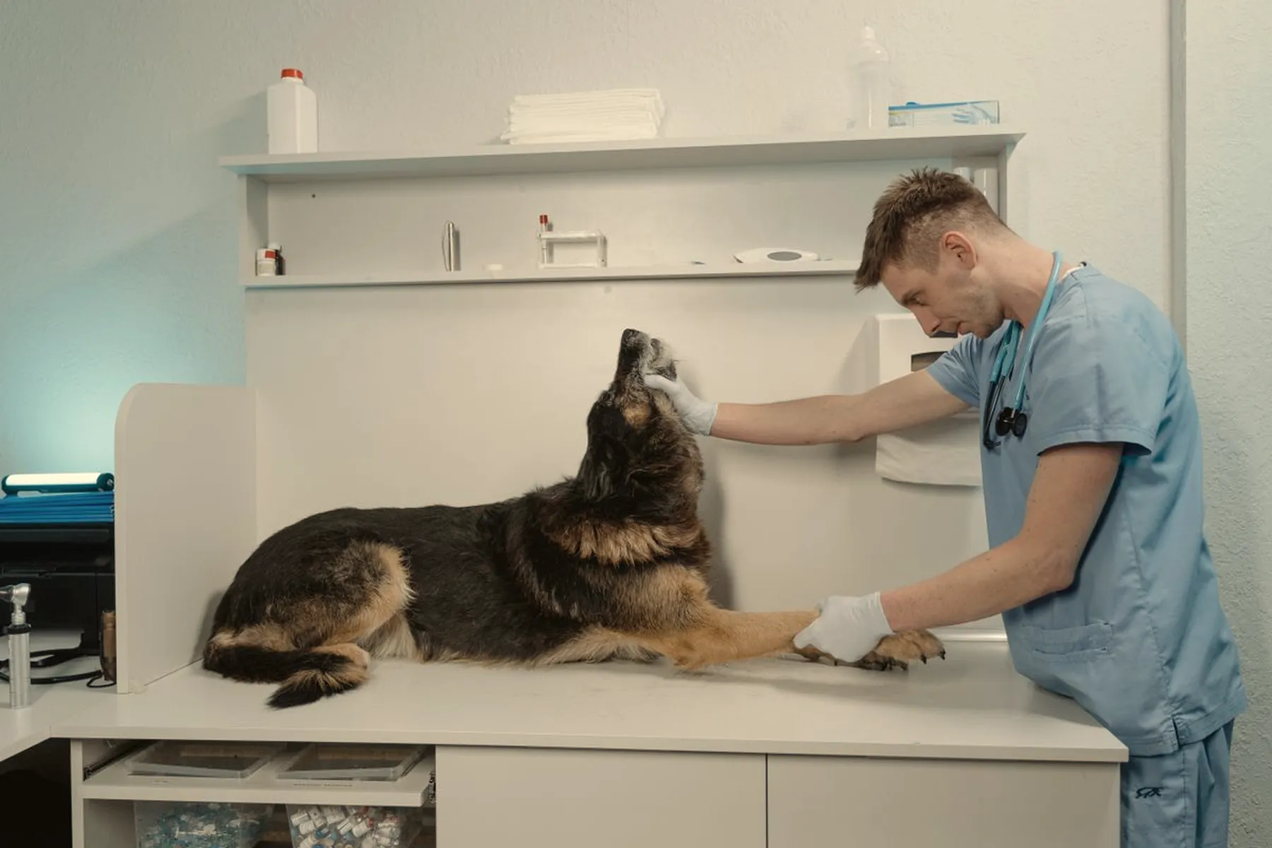 Veterinario revisando a un perro sobre la mesa de consulta